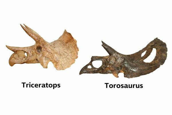 Triceratops and Torosaurus Skulls